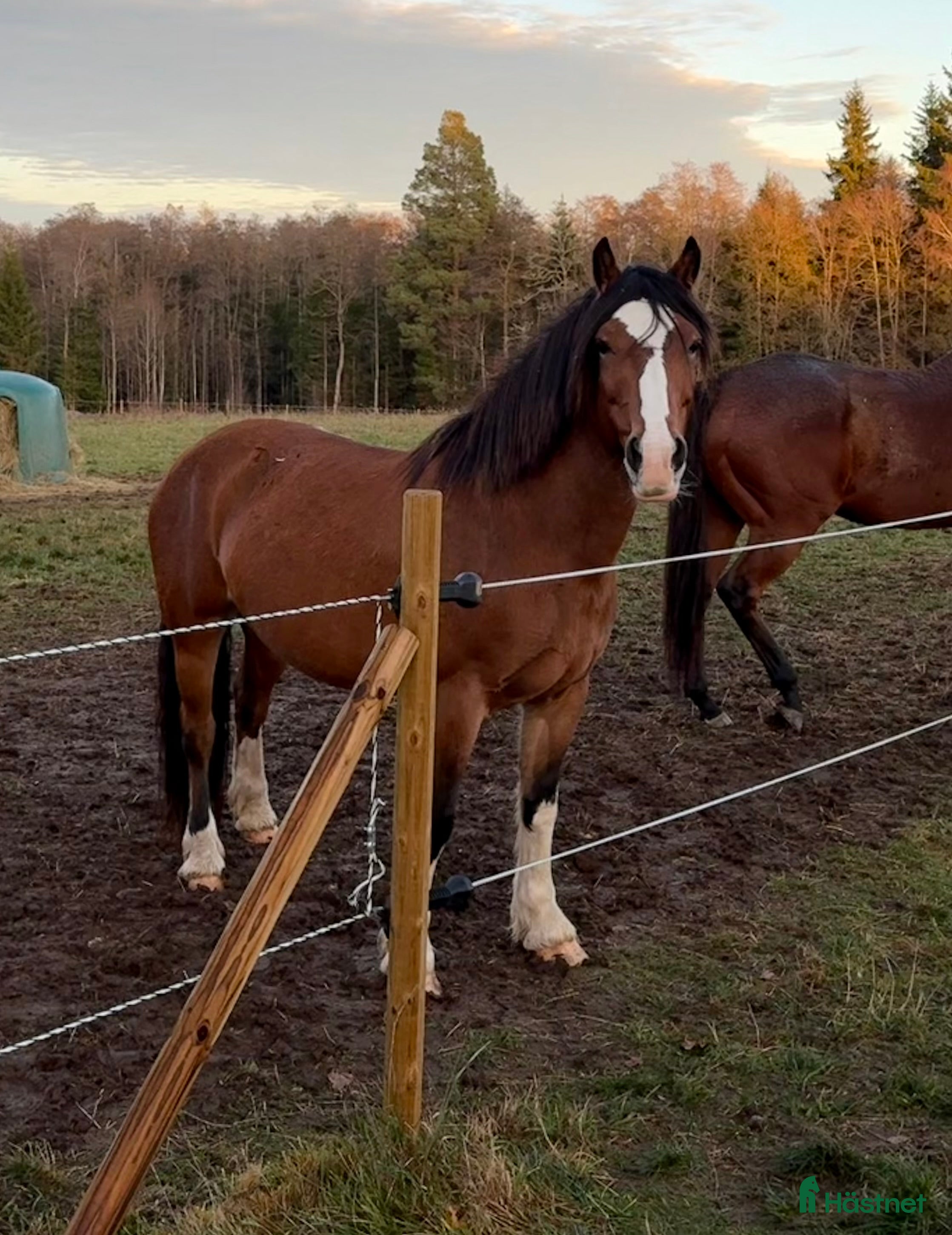  hästar Kallblodstravare för sällskap/avel i Växjö - Annons 2