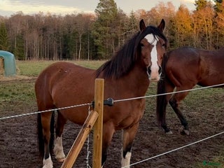 hästar Kallblodstravare för sällskap/avel i Växjö - Annons 1