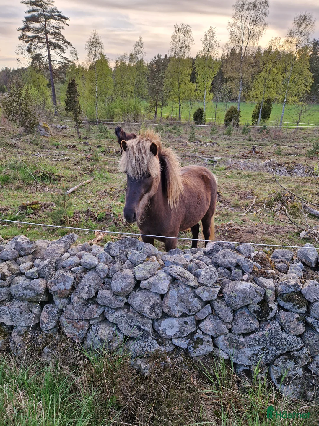 Island hästar till salu: Fint sto född 2023 - Annons 4