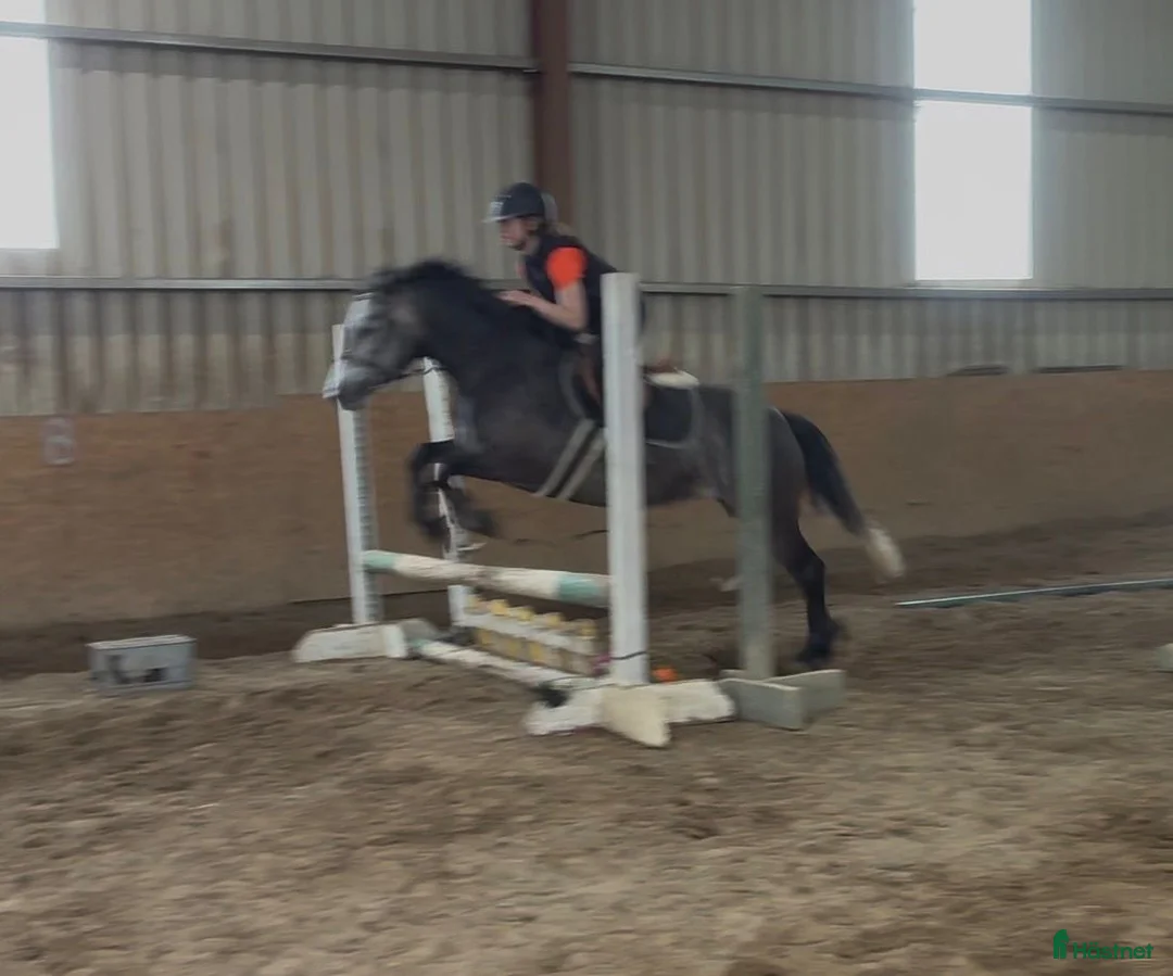 Allround hästar till salu: Beautiful Connemara mare - Annons 16