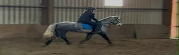 Allround hästar till salu: Lovely allrounder D pony! - Annons 12