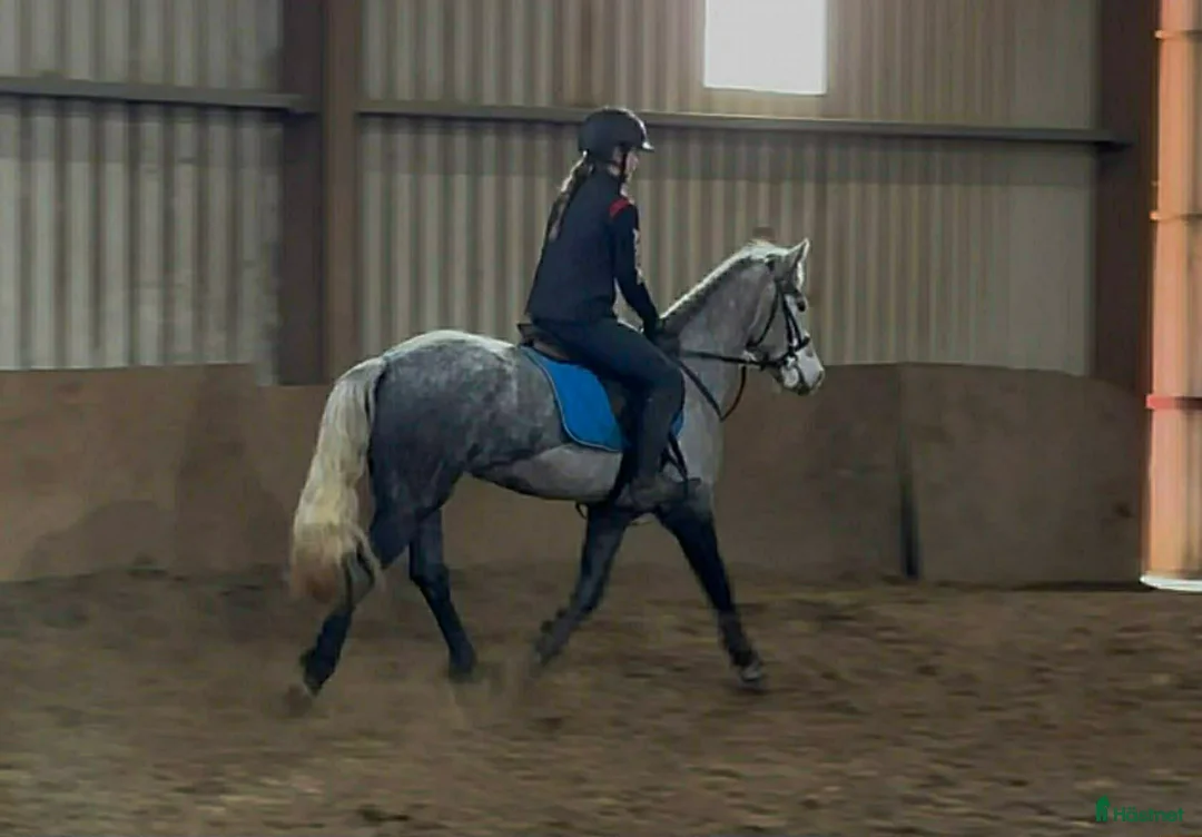 Allround hästar till salu: Lovely allrounder D pony! - Annons 12