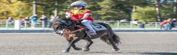 Trav hästar till salu: Elitloppsvinnaren Gransjöns Krumelur - Annons 5