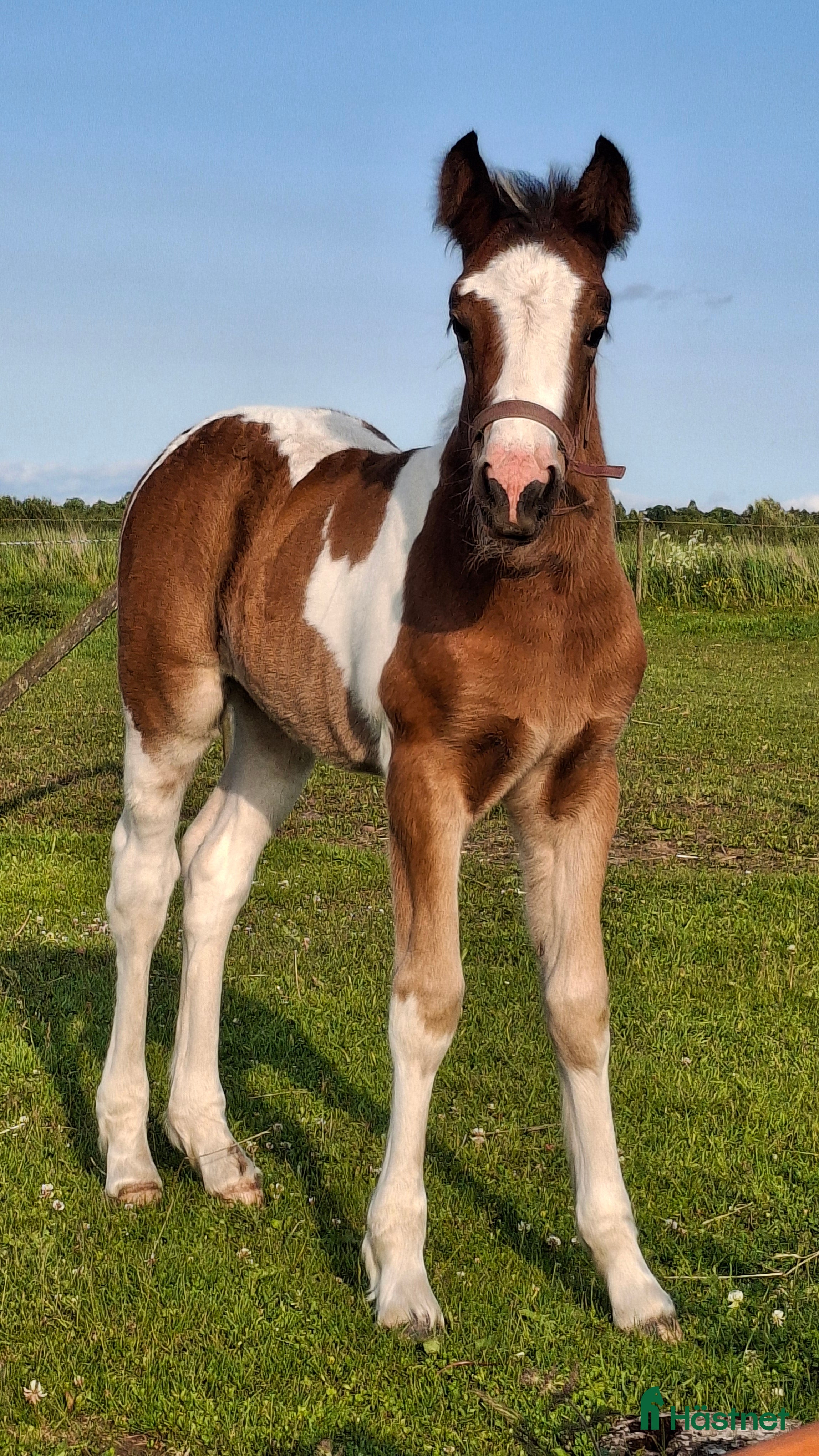  hästar Tinker/Connemara i Falköping - Annons 2