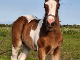 Allround hästar till salu: Tinker/Connemara i Falköping - Annons 1