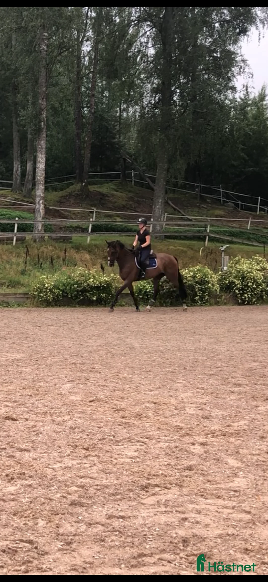 Hoppning hästar till salu: Erfaren fälttävlanshäst söker nytt hem i Sunne - Annons 2