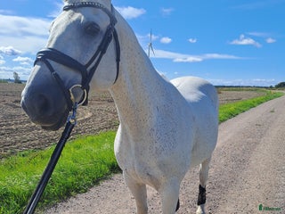 foderhäst Foderhäst finnes i Skänninge - Annons 12
