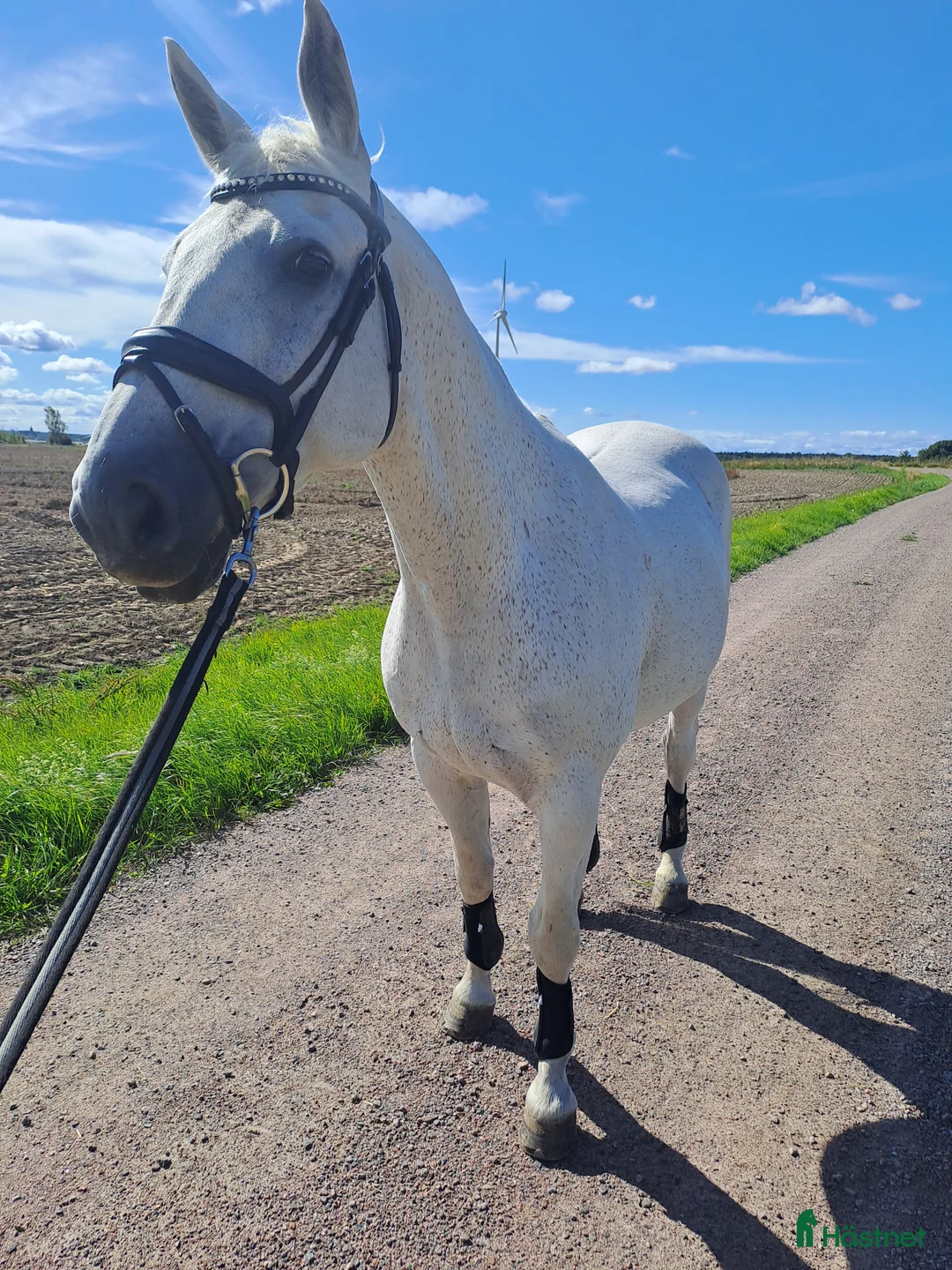  foderhäst finnes: Sällskapshäst finnes - Annons 2