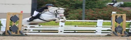 Hoppning hästar till salu: Potential top track pony  i Madrid - Annons 15