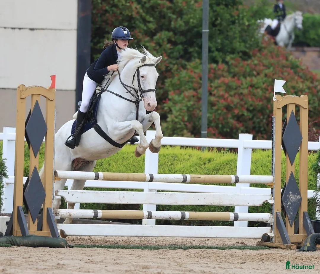 Hoppning hästar till salu: Potential top track pony  i Madrid - Annons 15