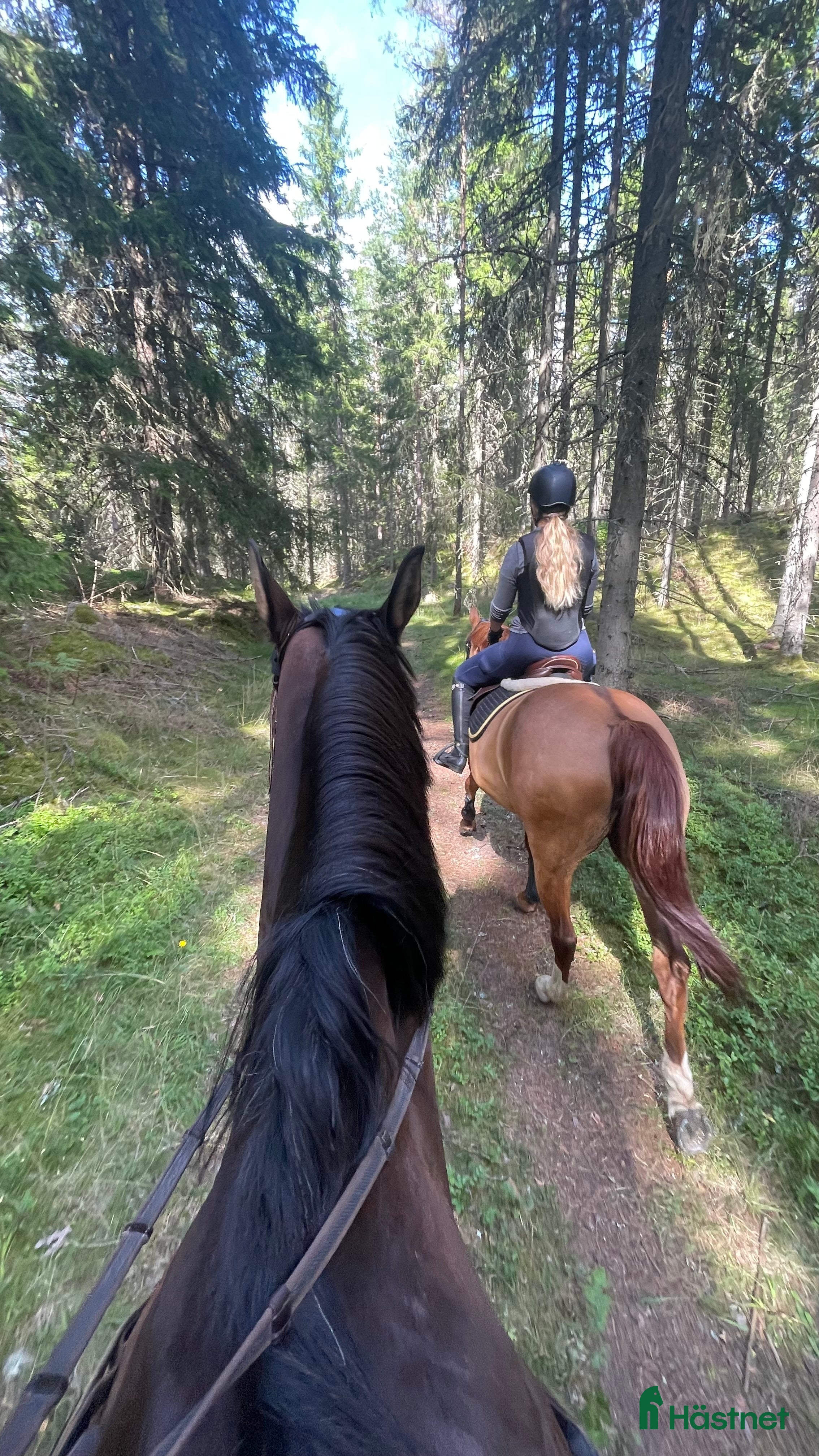 Övrigt hästar sökes: Sällskap/Ridhäst sökes i Forserum - Annons 1