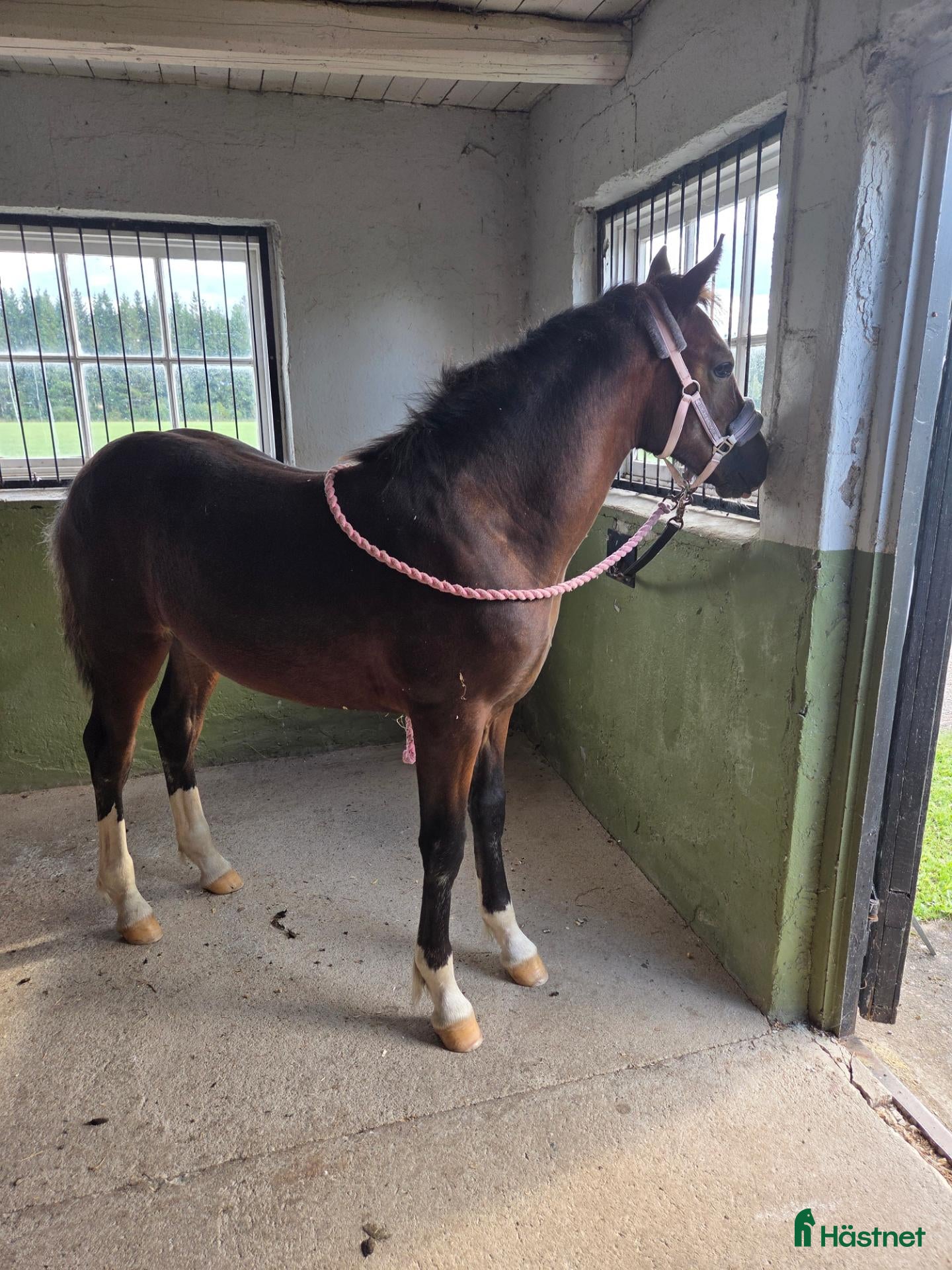  hästar Underbar Welsh Cob fröken  - Annons 4