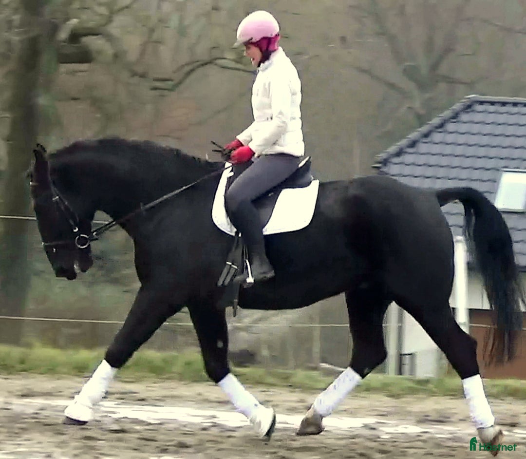 Allround hästar till salu: Fantastic Silesian horse for Christmas time i Örsundsbro - Annons 5