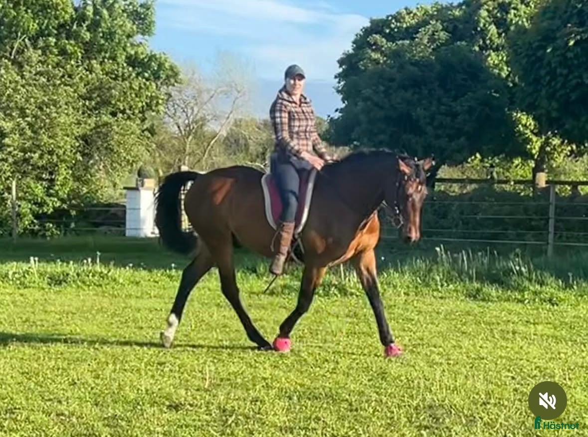  hästar Fantastisk allround/övergångshäst i Sösdala - Annons 6