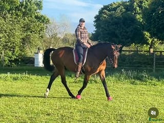 hästar Fantastisk allround/övergångshäst i Sösdala - Annons 6