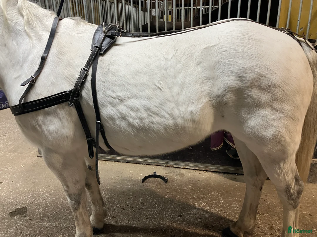 Körselar körning till salu: Bröstsele stl full i Vintrosa - Annons 4