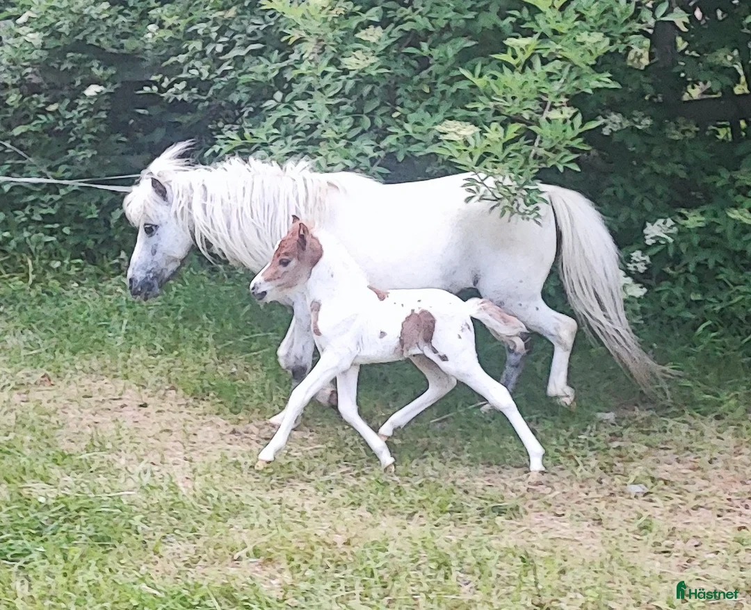 Övrigt hästar till salu: AMHA HINGST 5 år i Tjällmo - Annons 16