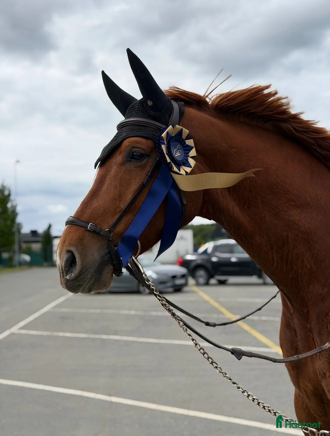 Hoppning hästar till salu: En bästa vän som blir vad du gör honom till! - Annons 1
