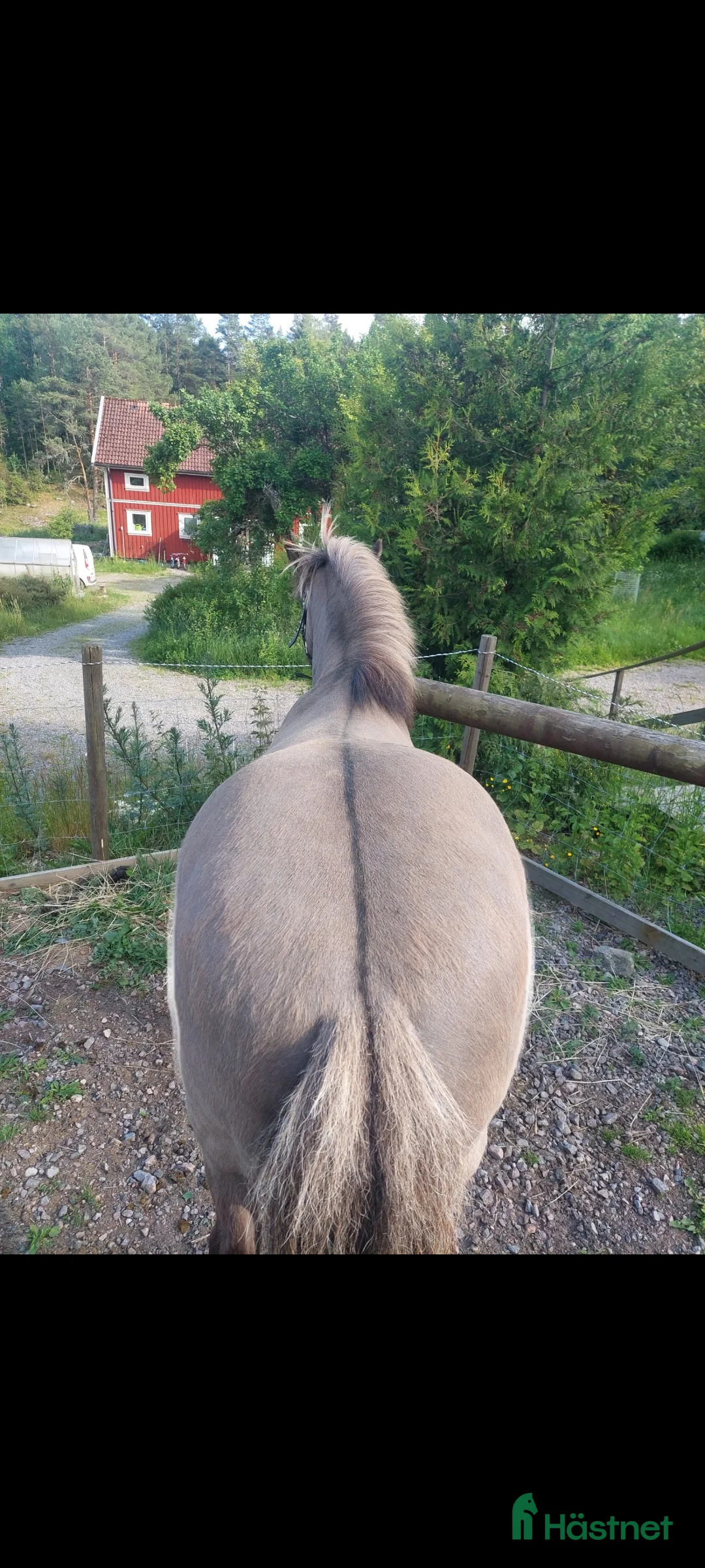 Sadlar hästutrustning till salu: Lippo island - Annons 9