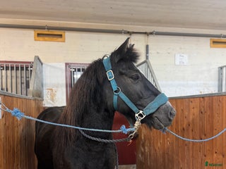 hästar i Skellefteå - Annons 27