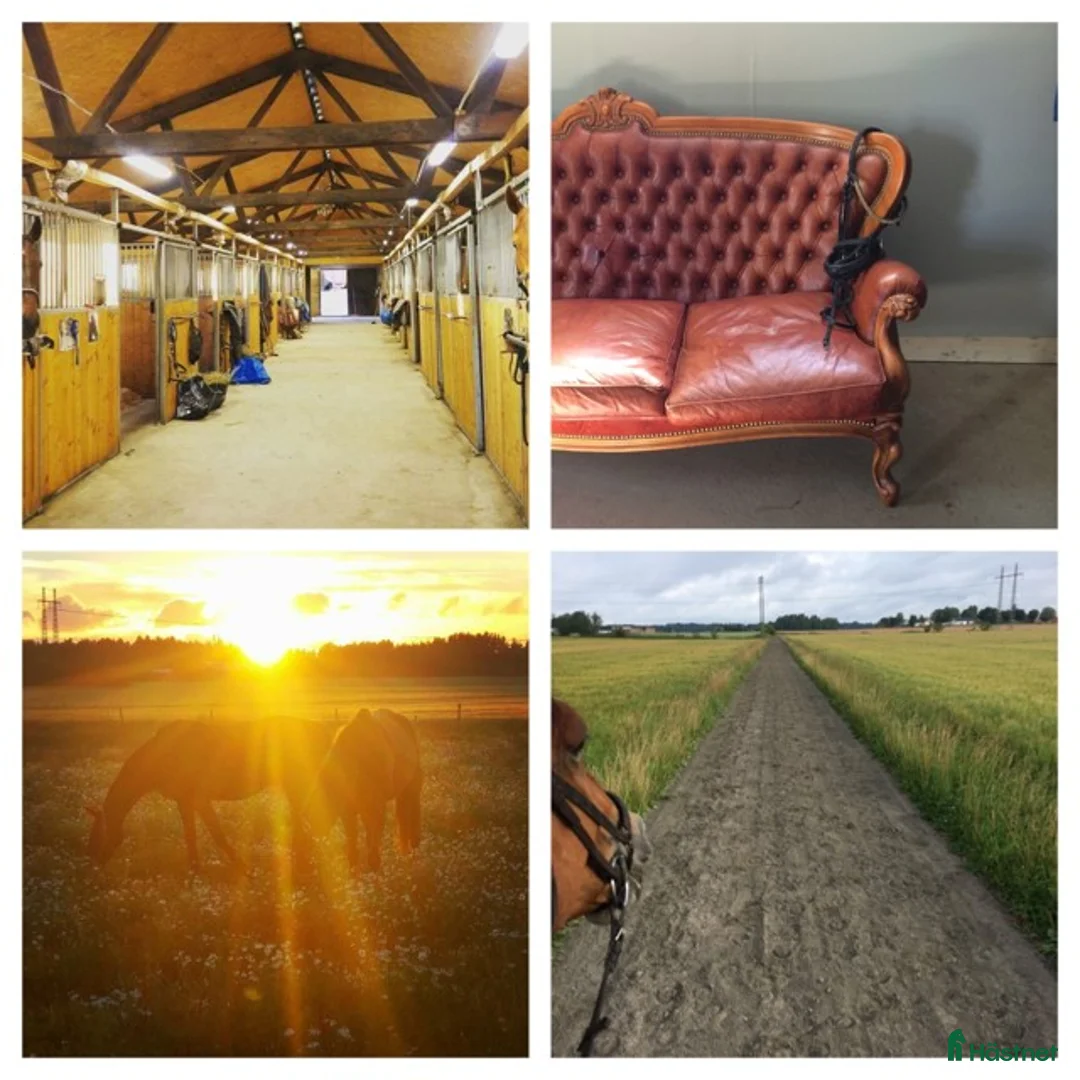  stallplats finnes: Stallplats finnes - Annons 1