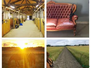 stallplats Stallplats finnes - Annons 2