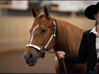 hästar Avelssto - Annons 2