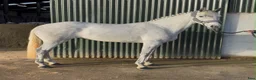 Hoppning hästar till salu: Jumping pony - Annons 1