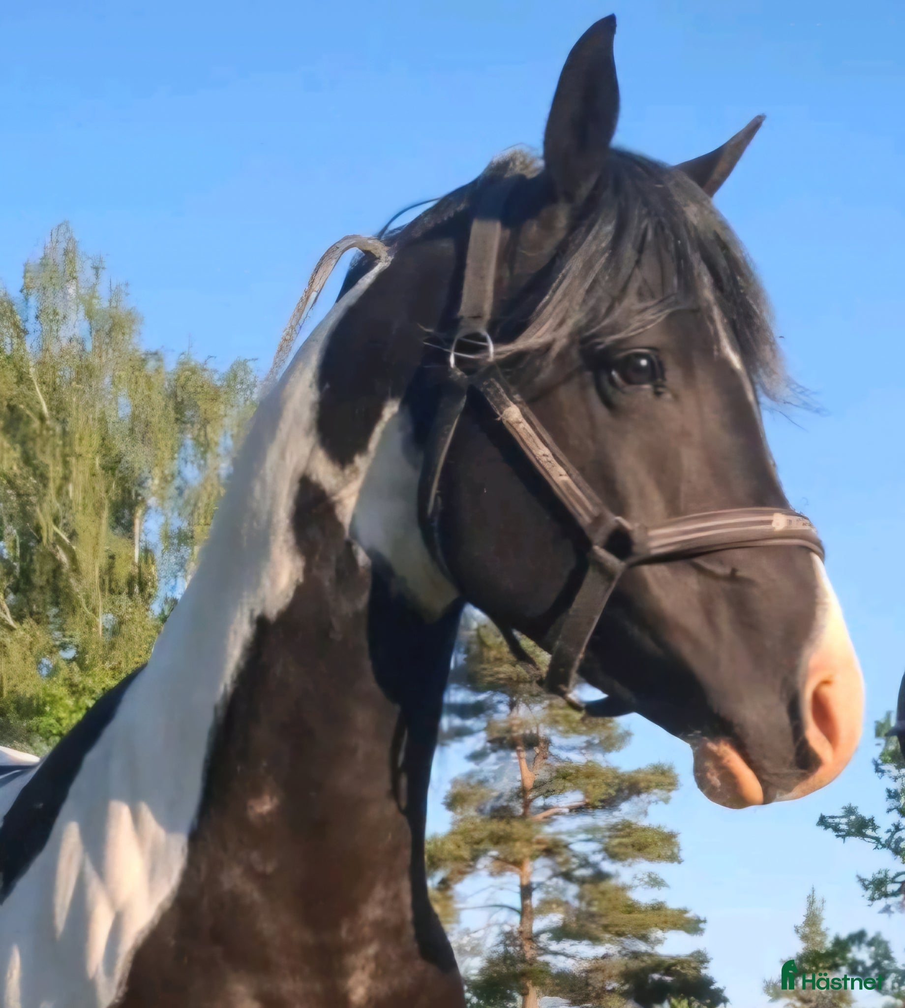  hästar  arabkorsning - Annons 3