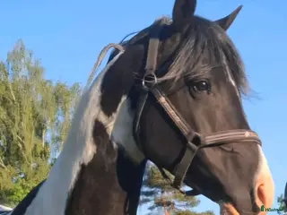 hästar arabkorsning - Annons 3