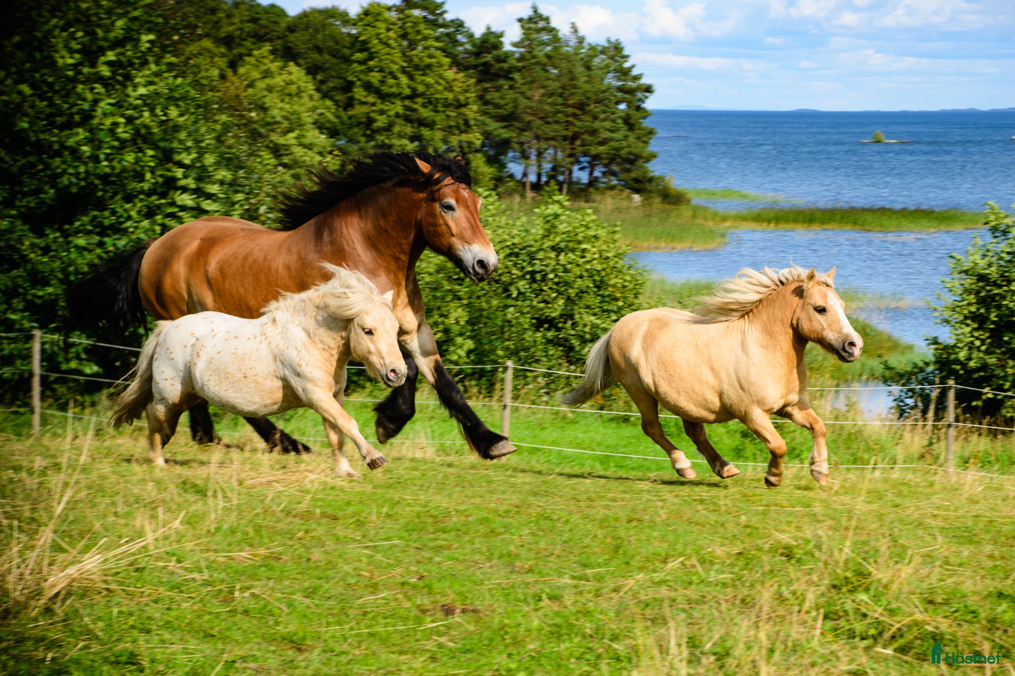  hästar Ponnyer önskar mer ridning körning pyssel - Annons 1