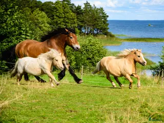 hästar Ponnyer önskar mer ridning körning pyssel - Annons 1