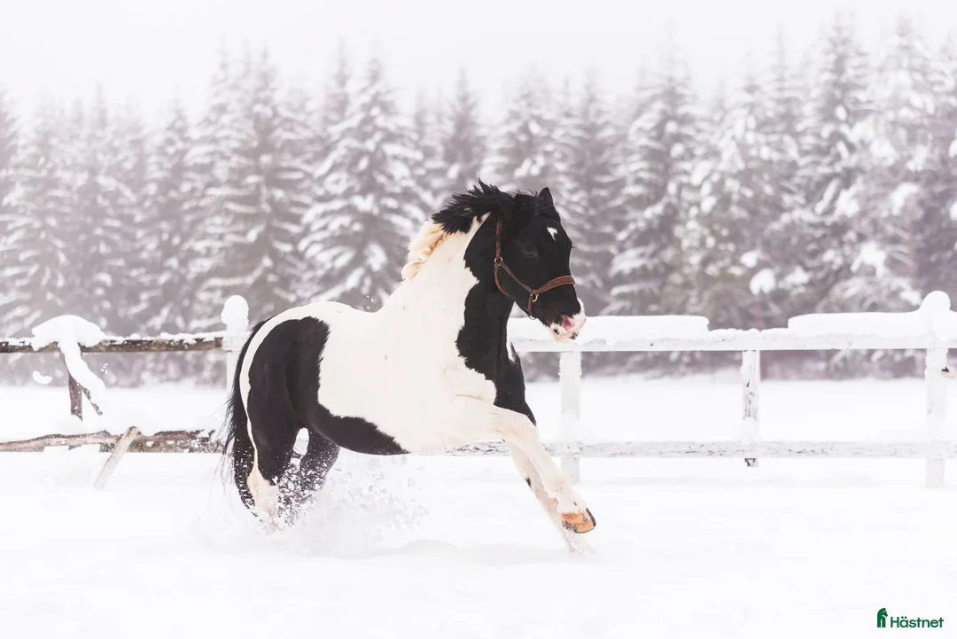  avel finnes: Sam's Maverick  - Annons 7