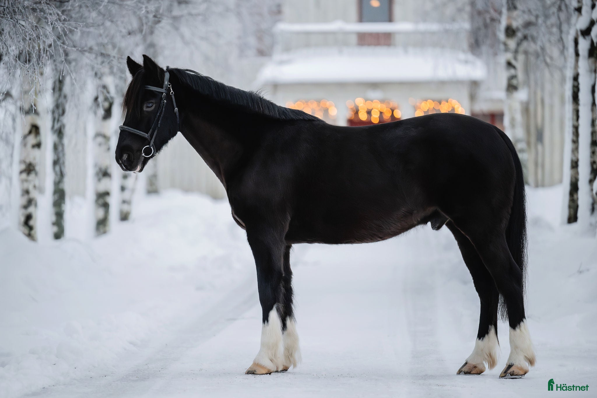 Allround hästar till salu: Drumhubbrid Joe – supersnäll irländsk valack  i Kalix - Annons 1