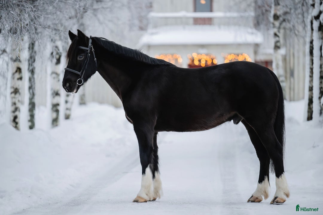 Allround hästar till salu: Drumhubbrid Joe – supersnäll irländsk valack  i Kalix - Annons 1