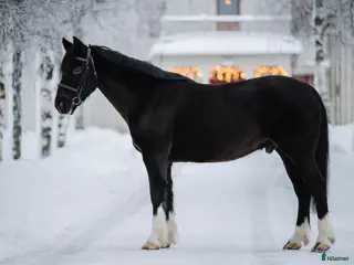 hästar Drumhubbrid Joe – supersnäll irländsk valack i Kalix - Annons 18