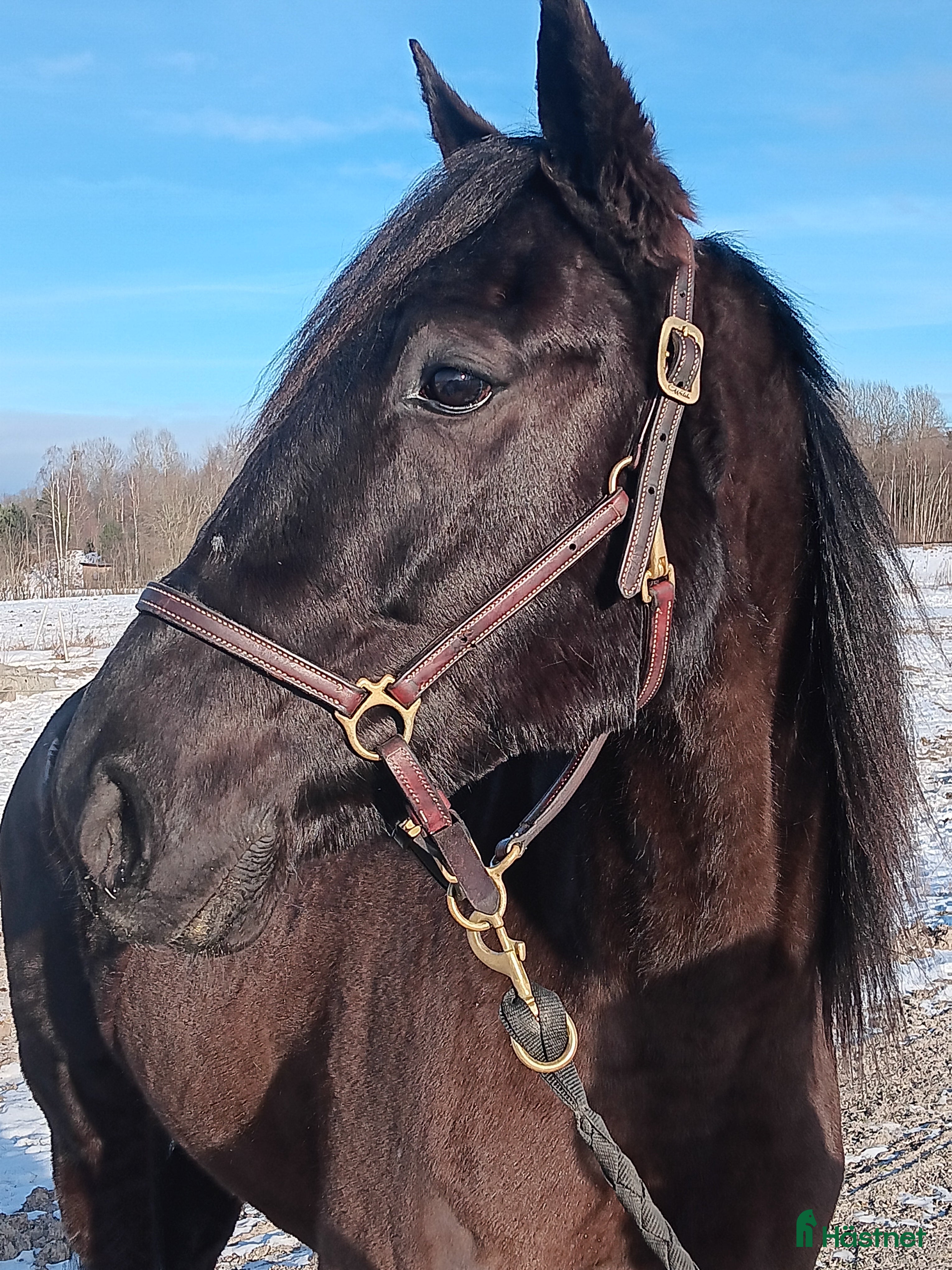  hästar Starthäst till salu - Annons 3