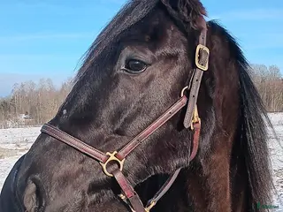 hästar Starthäst till salu - Annons 3