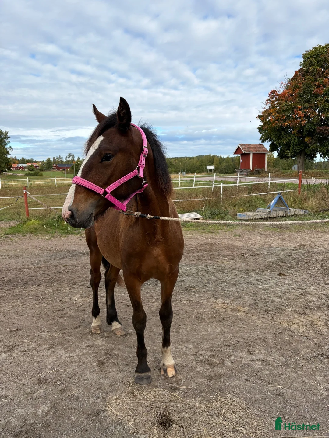 Trav hästar till salu: 1-års sto till salu - Annons 2