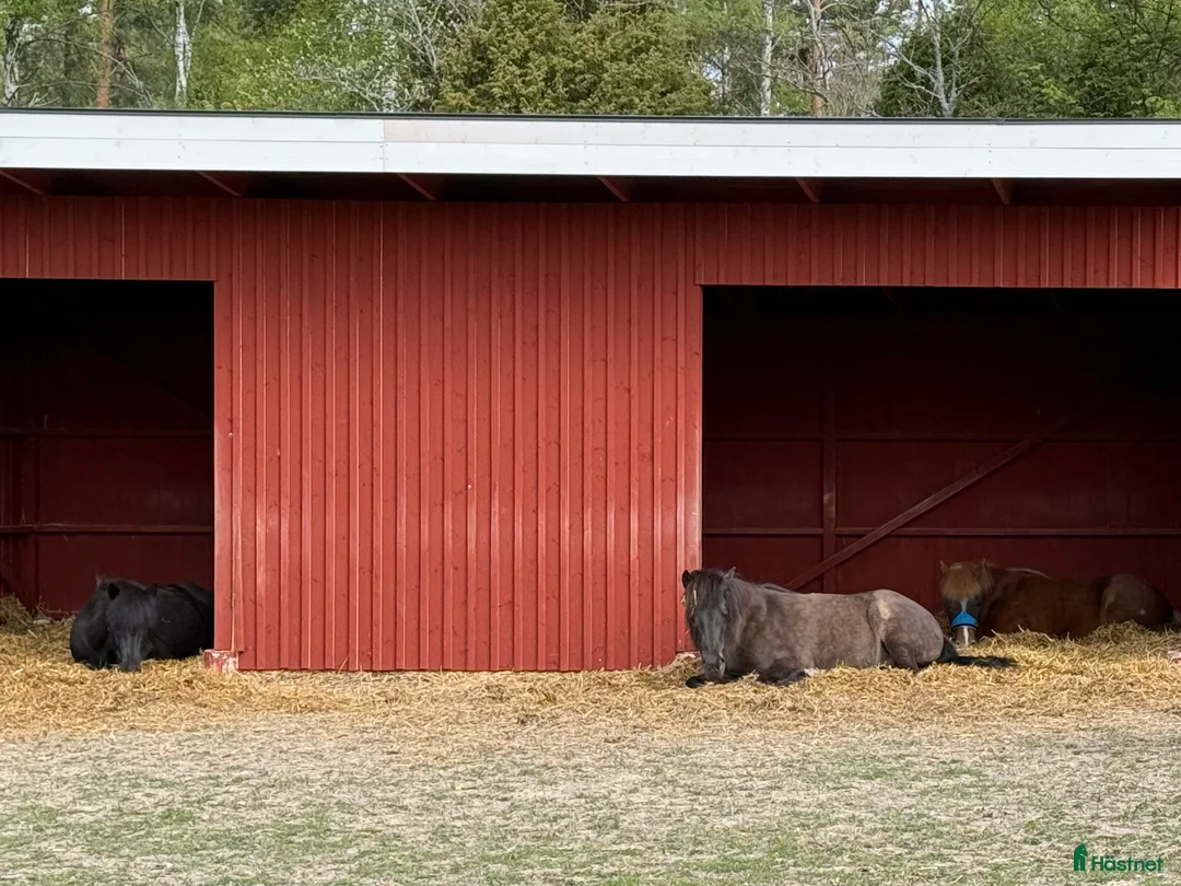  stallplats finnes: Stall med lösdrift Eskilstuna i Eskilstuna - Annons 4