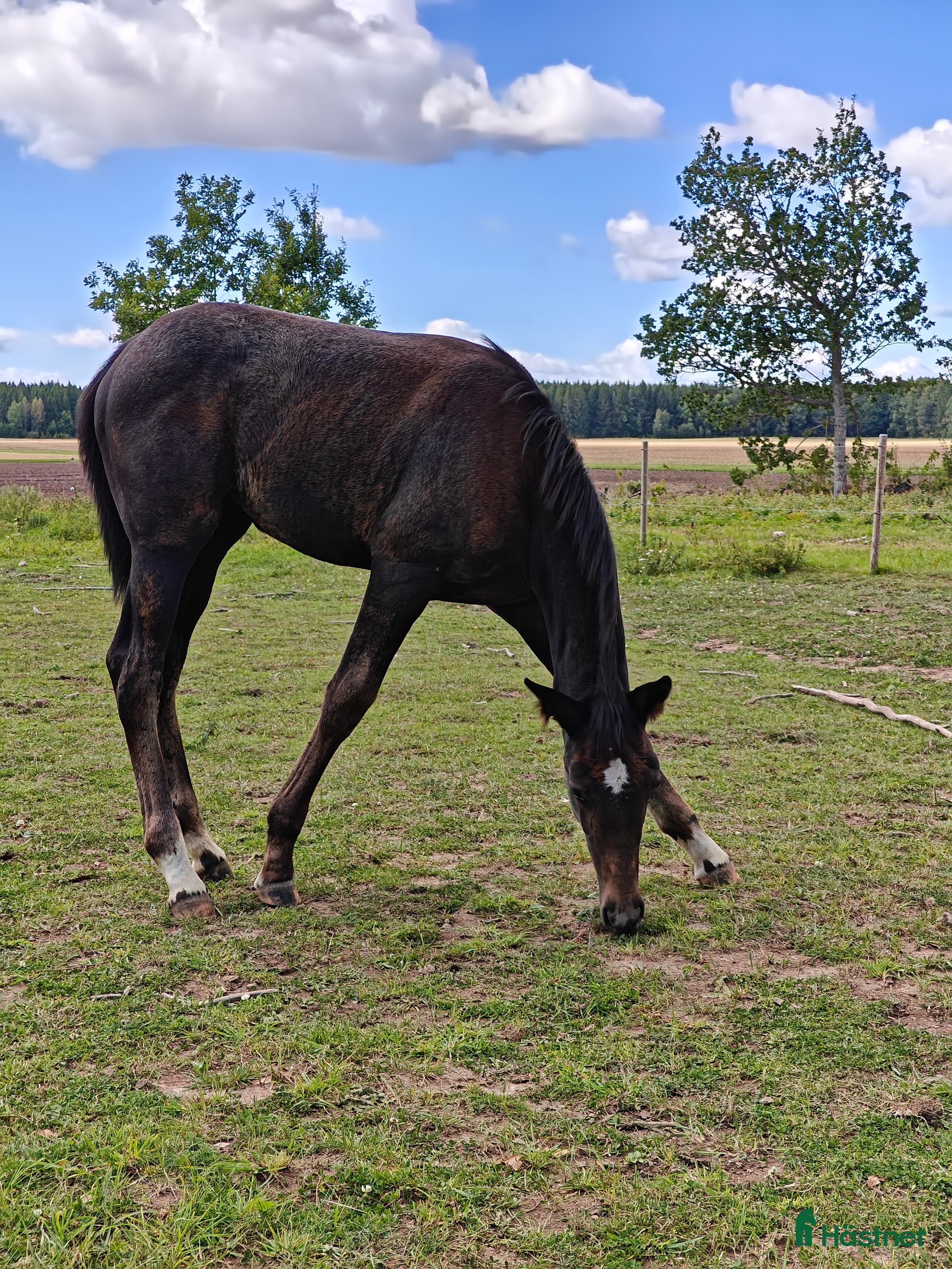  hästar Socialt stoföl e. A magic twist i Klockrike - Annons 7