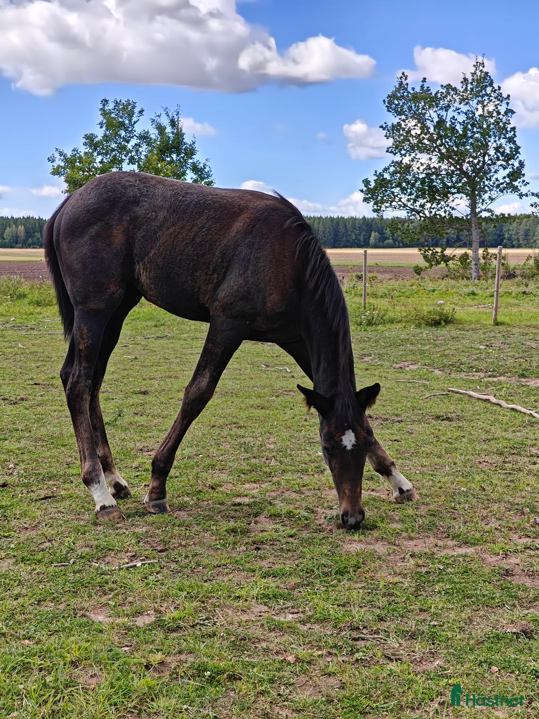 Hoppning hästar till salu: Socialt stoföl e. A magic twist i Klockrike - Annons 1
