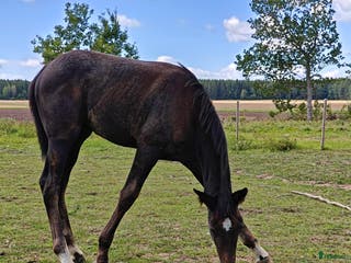 hästar Socialt stoföl e. A magic twist - Annons 2