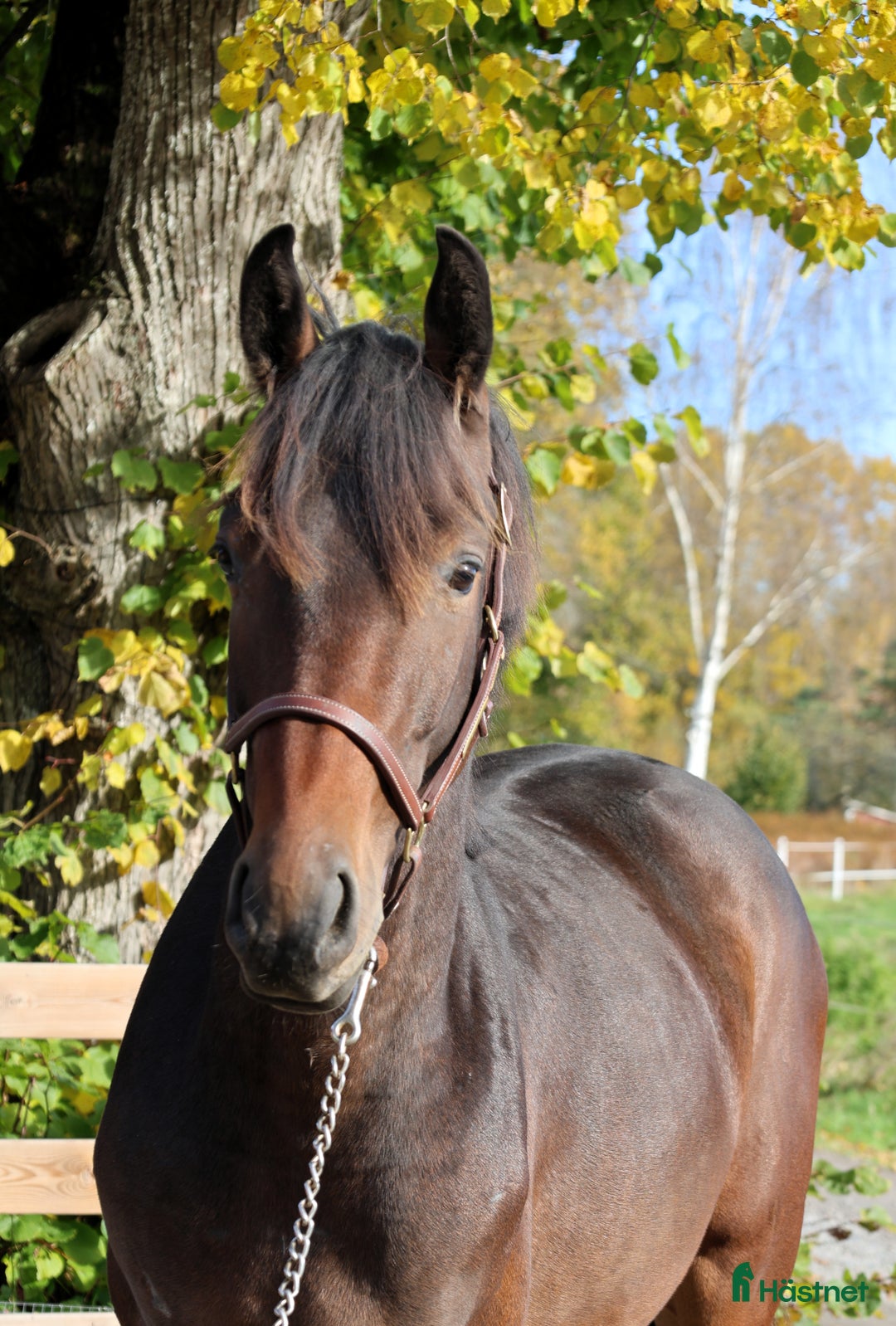 Hoppning hästar till salu: Lovande hopphäst med svårklassmöderne i Vintrosa - Annons 3