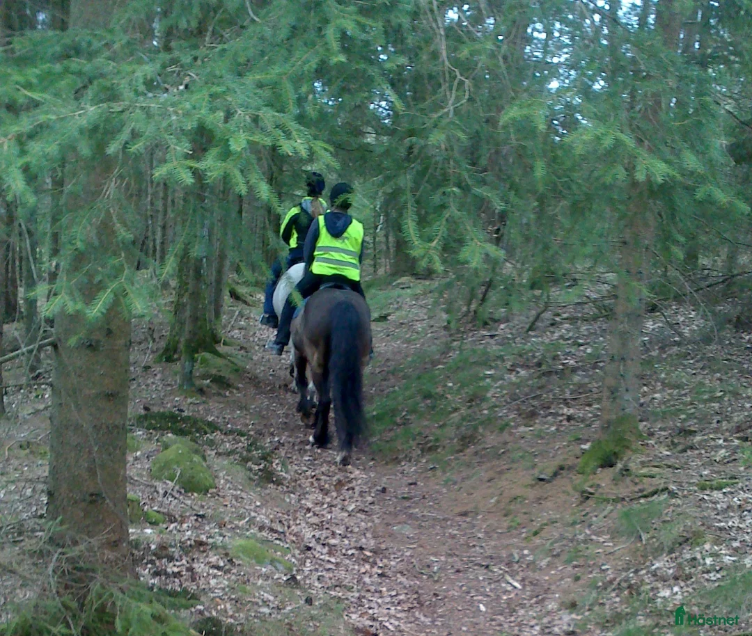  stallplats finnes: Sommarbete i Halland - Annons 4