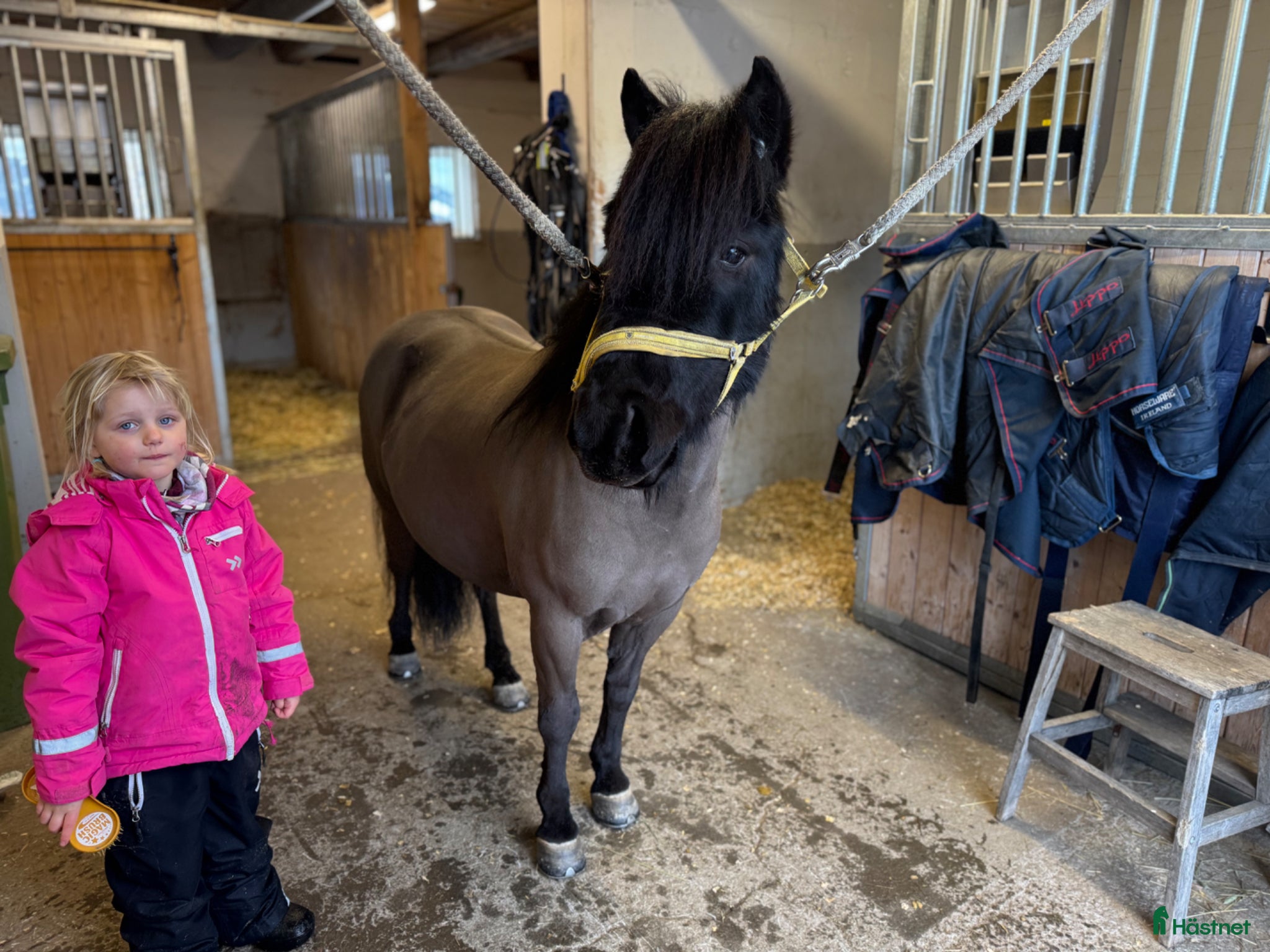  hästar Allroundponny för hela familjen - Annons 2