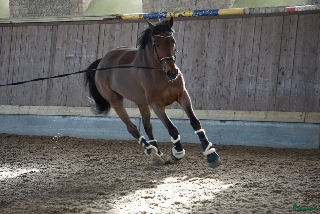 Avelshästar hästar till salu: Avelssto, Askoll Peter Pan- Cruising  i Flyinge - Annons 2