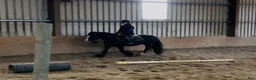 Allround hästar till salu: Bombproof / therapy pony - Annons 6