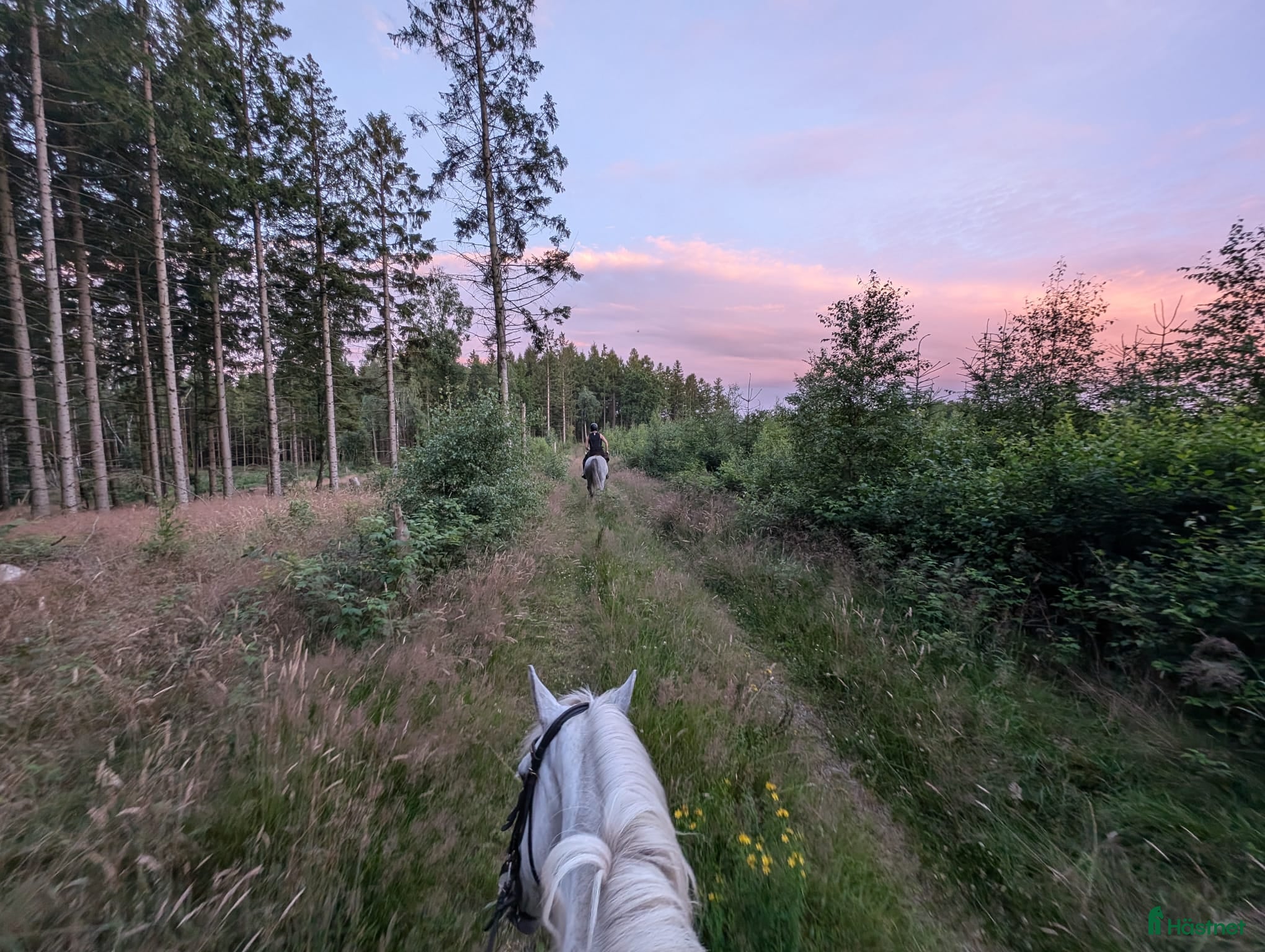  medryttarhäst finnes: Medryttare i Billinge sökes VARDAGAR  - Annons 11