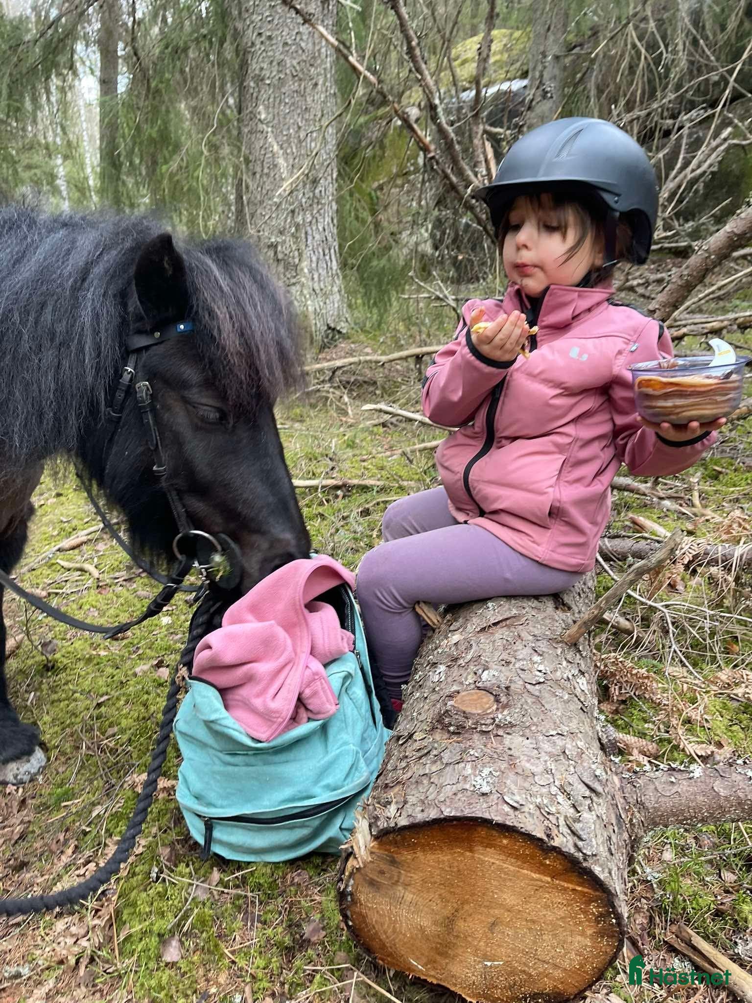  hästar Ny kollega sökes till mindre gård! 🐴 - Annons 2